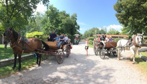 horse drawn carriage ride around the Gelindo dei Magredi farm