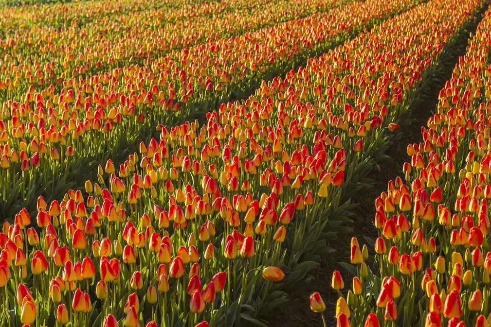 tulip field in the Netherlands on road trip