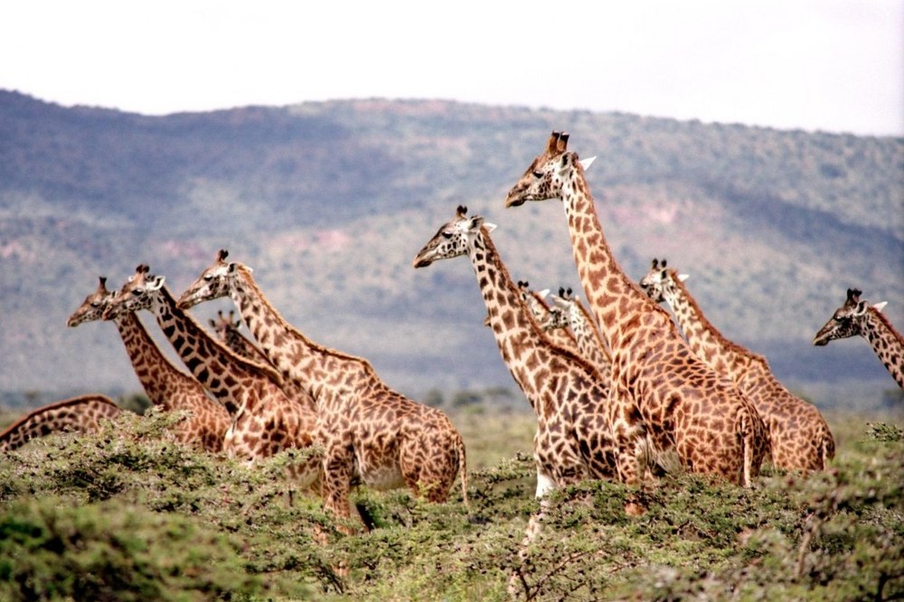adventure vacation - giraffes on African safari
