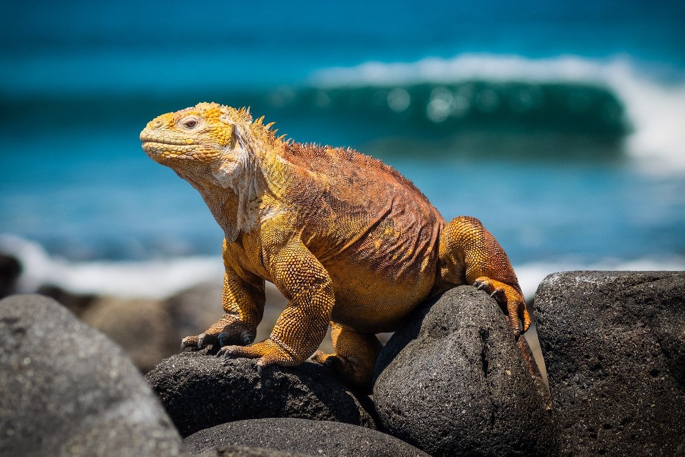 Galapagos islands facts -iguana