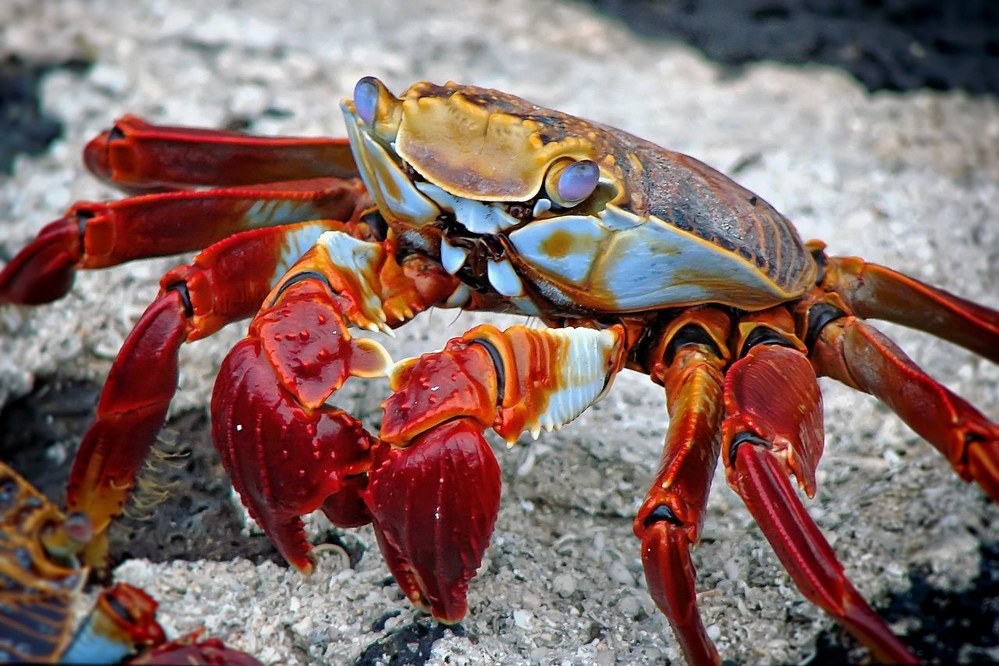 Galapagos islands facts - red crab