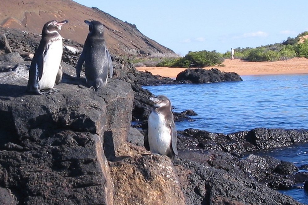 Galapagos islands facts - penguins on rocks above sea