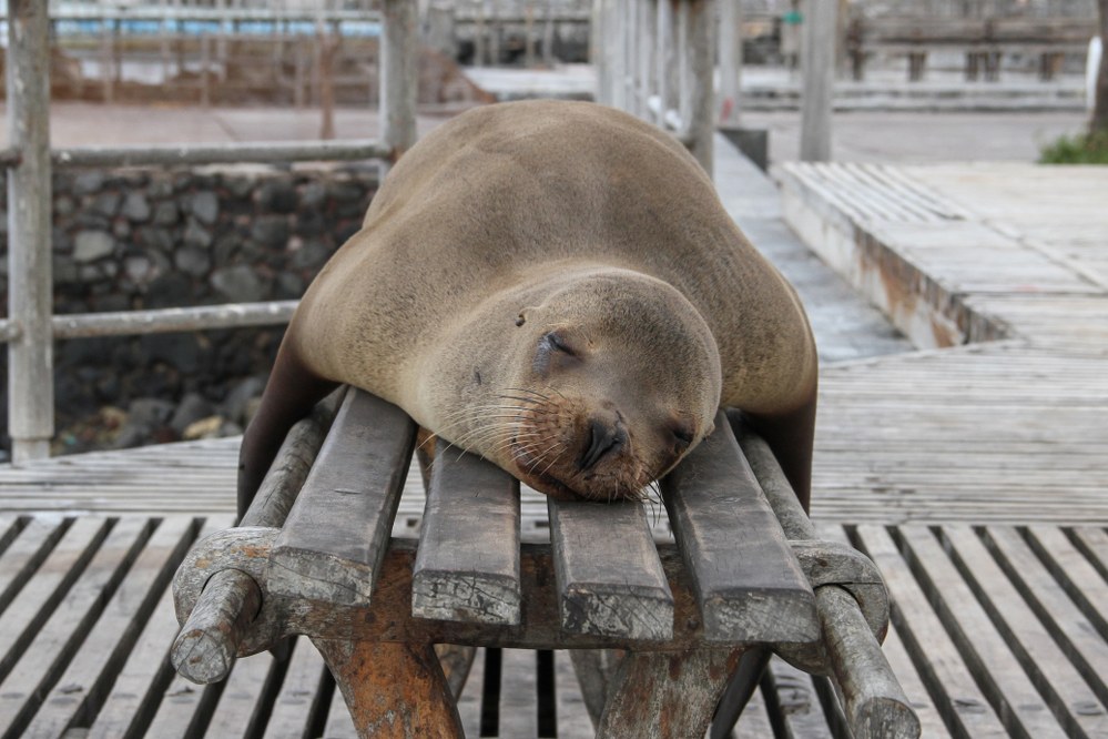 Galapagos islands facts - sea lions