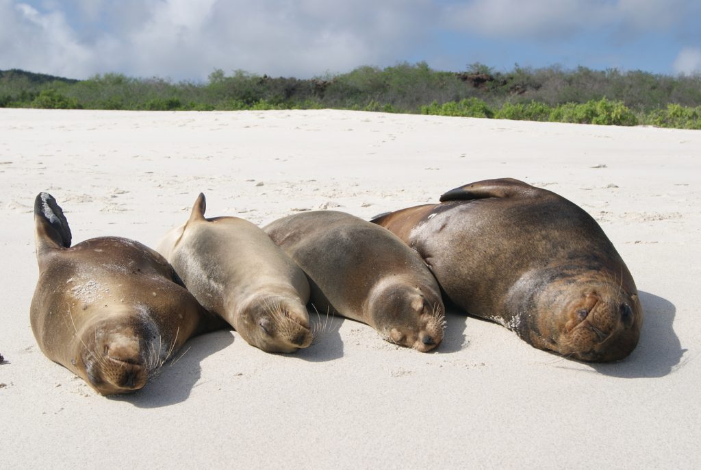 Galapagos islands facts - sea lions on beach