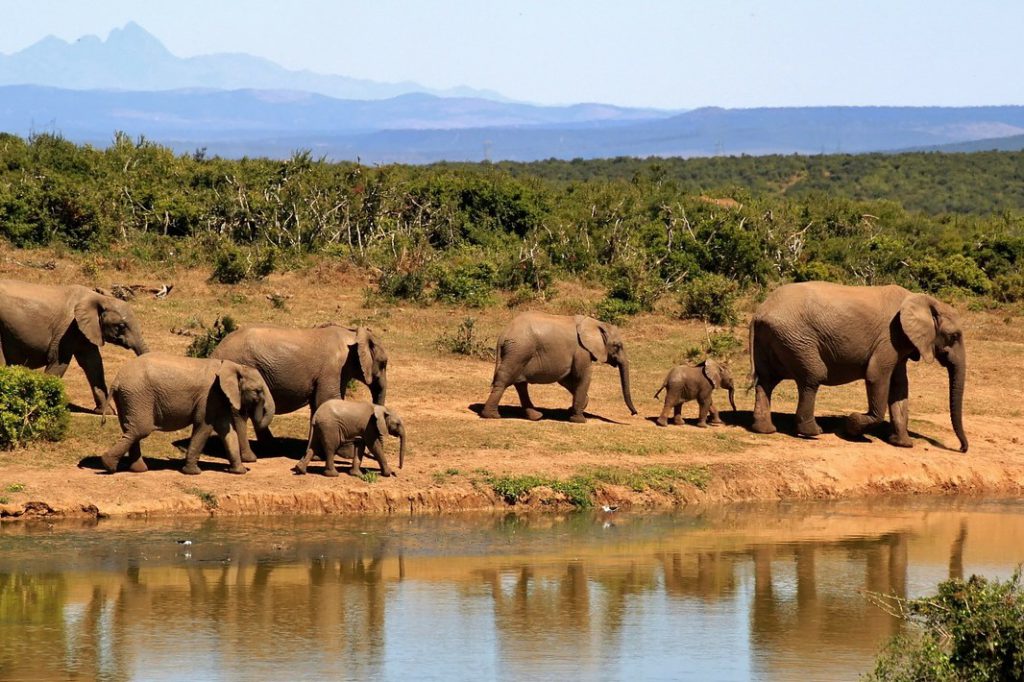 African safari with kids - elephants