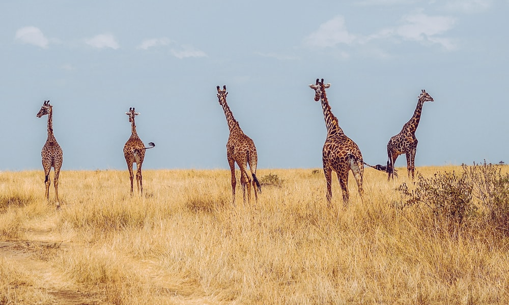 African safari with kids - giraffes