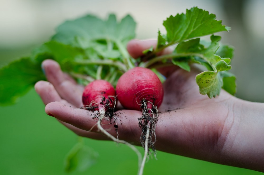 vegetable garden - child harvesting radishes