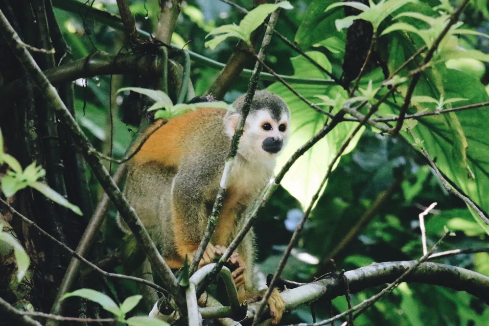 best hiking trails in South America - monkey in the jungle