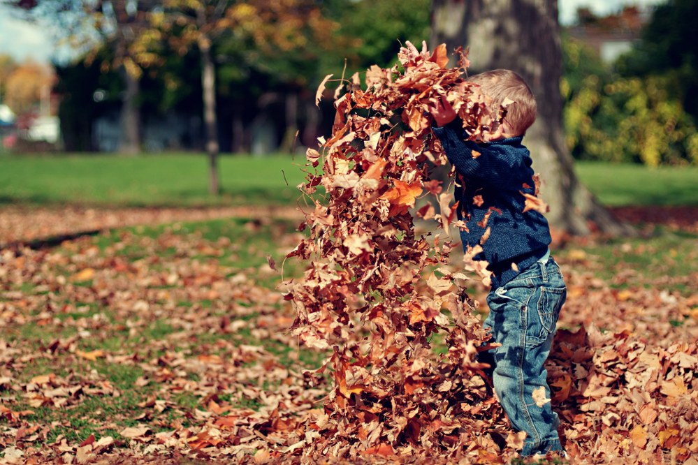little boy playing with leaves in autumn garden