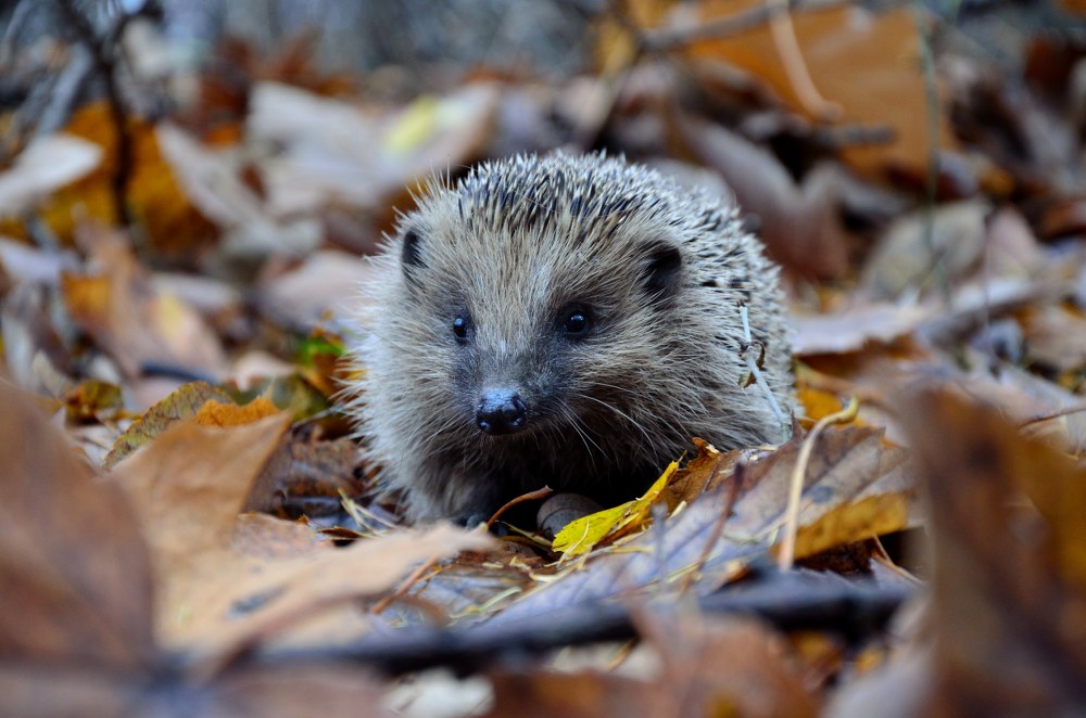 autumn garden: hedgehog