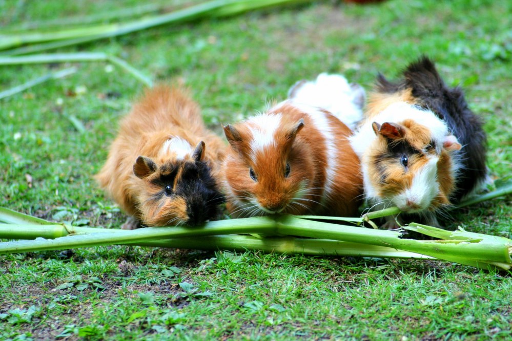 family pets - three guinea pigs on lawn