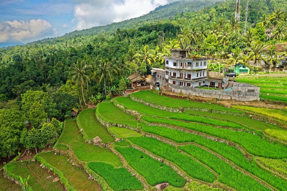 dream holiday - rice fields in Indonesia