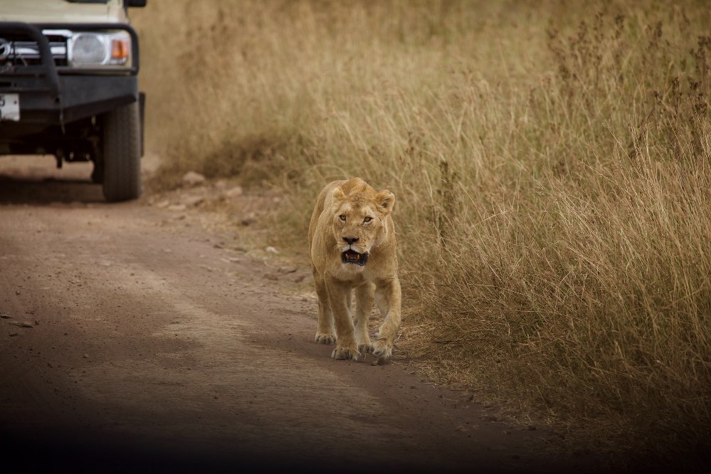 off the beaten track holidays for single parents - African Safari Serengeti Tanzania
