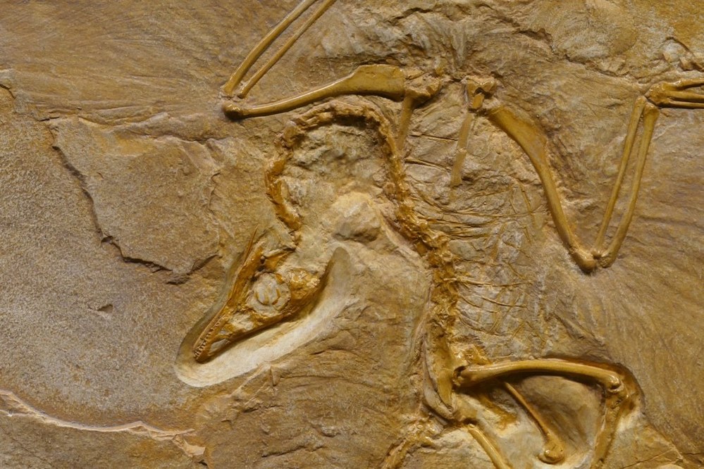 Dinosaur Fossil from Jurrasic coastline in South West England