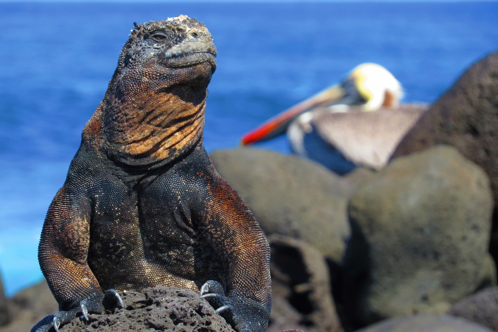 marine iguana on Galapagos - my dream holiday