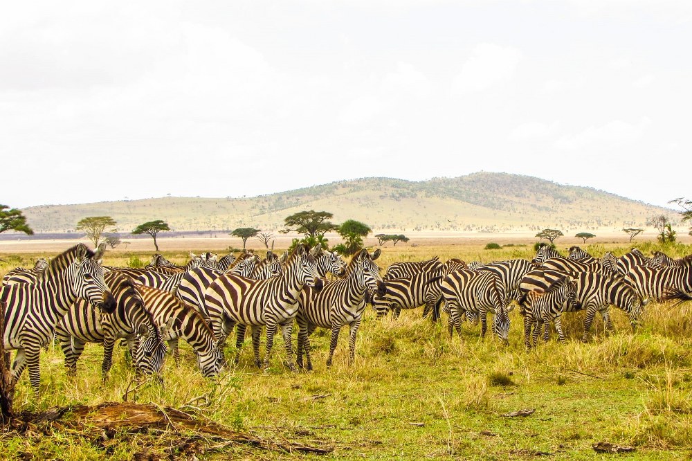 zebra in the Serengeti National Park in Tanzania