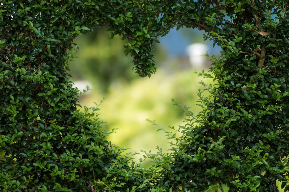 heart shape in a hedge