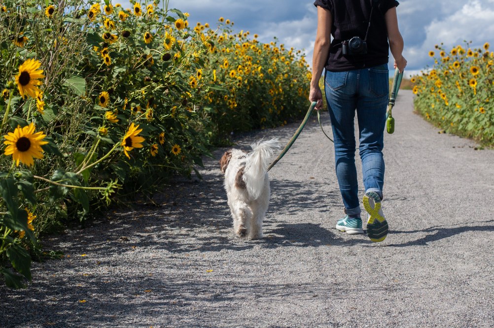 dogs keep us fit - benefits of owning a dog