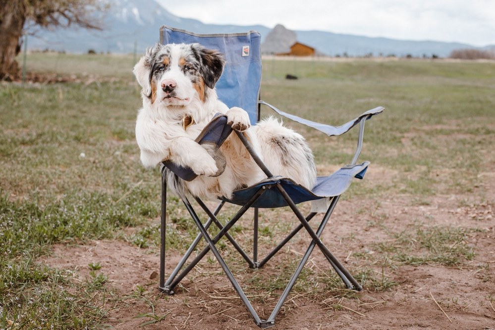 dog relaxing in camping chair