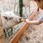 child feeding pig at farm
