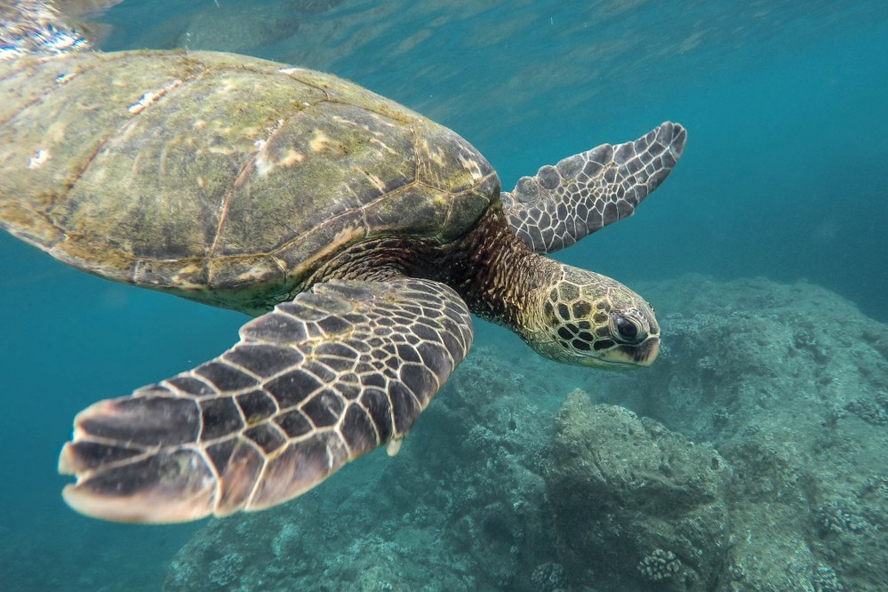 swimming with giant tortoises in the Galapagos