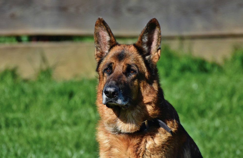 German shepherd - large dog breed