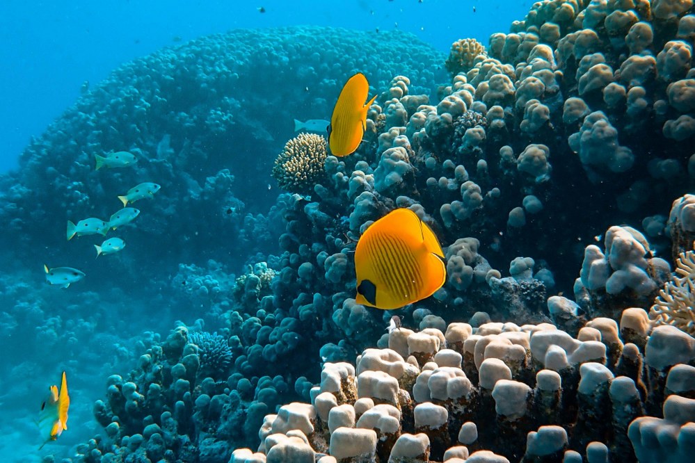 Discover Australia's Great Barrier Reef