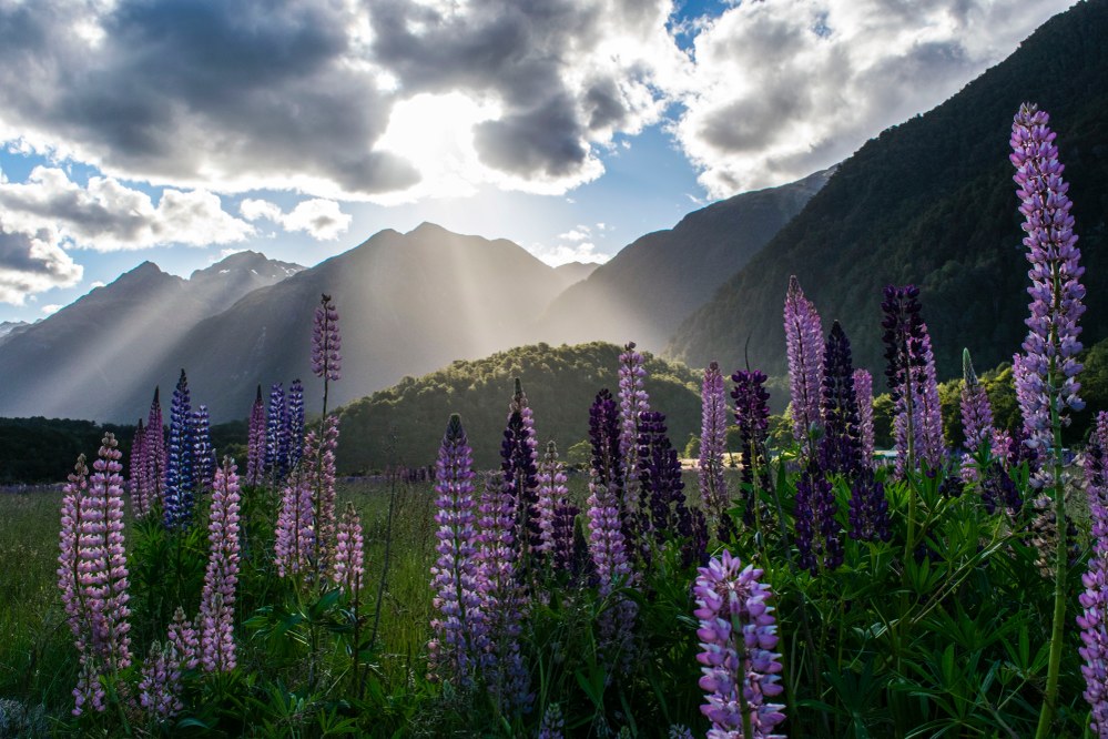 Milford Sound in New Zealand