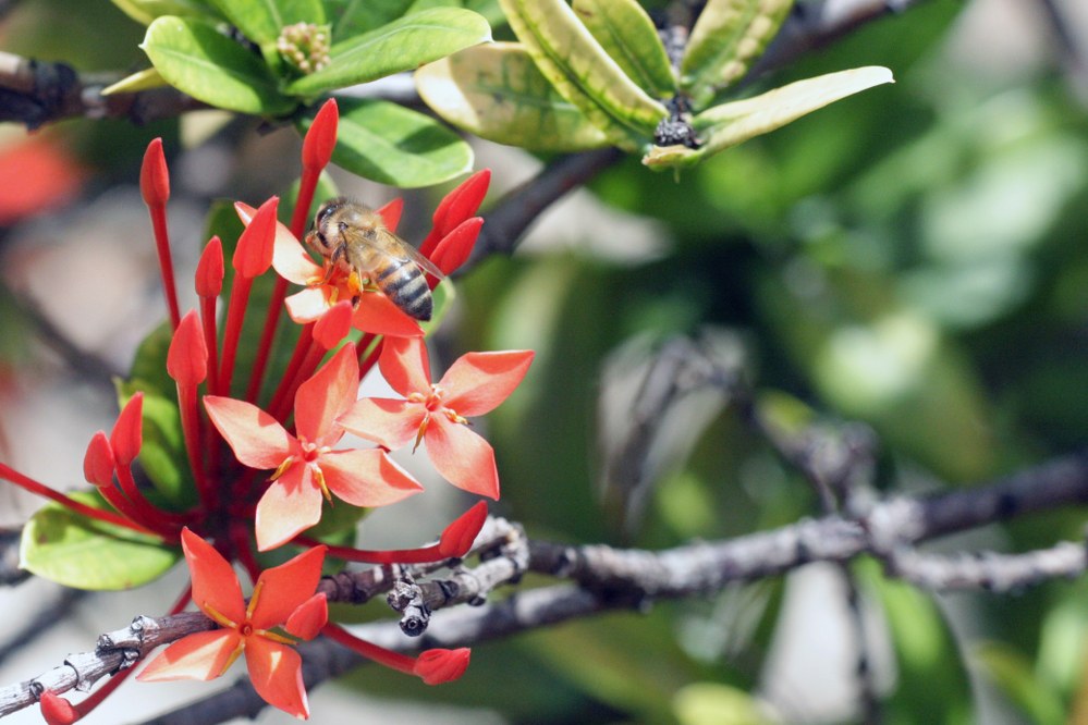 exotic flower in Barbados