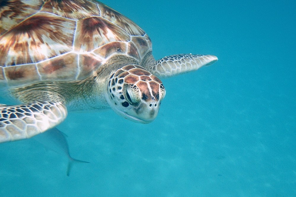 sea turtle in the Caribbean