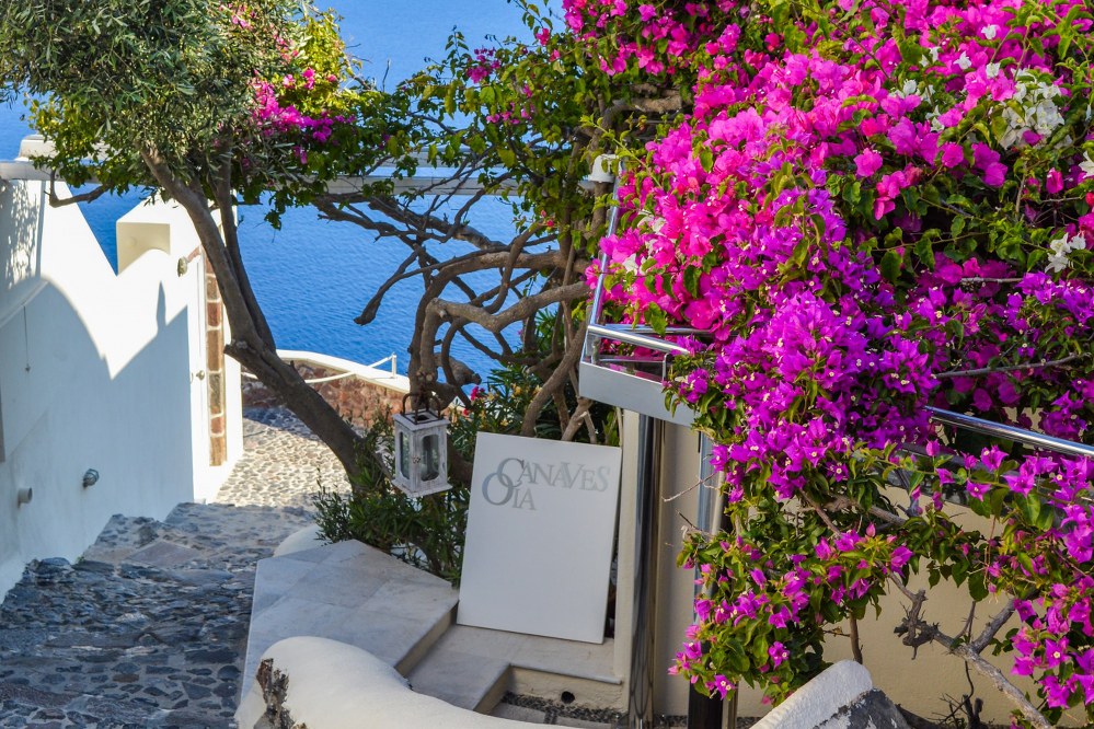 beautiful Bougainvillea in Greece