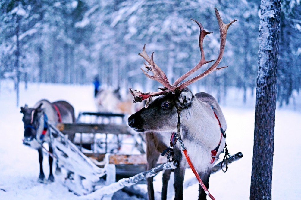 reindeer pulling sleigh in Lapland