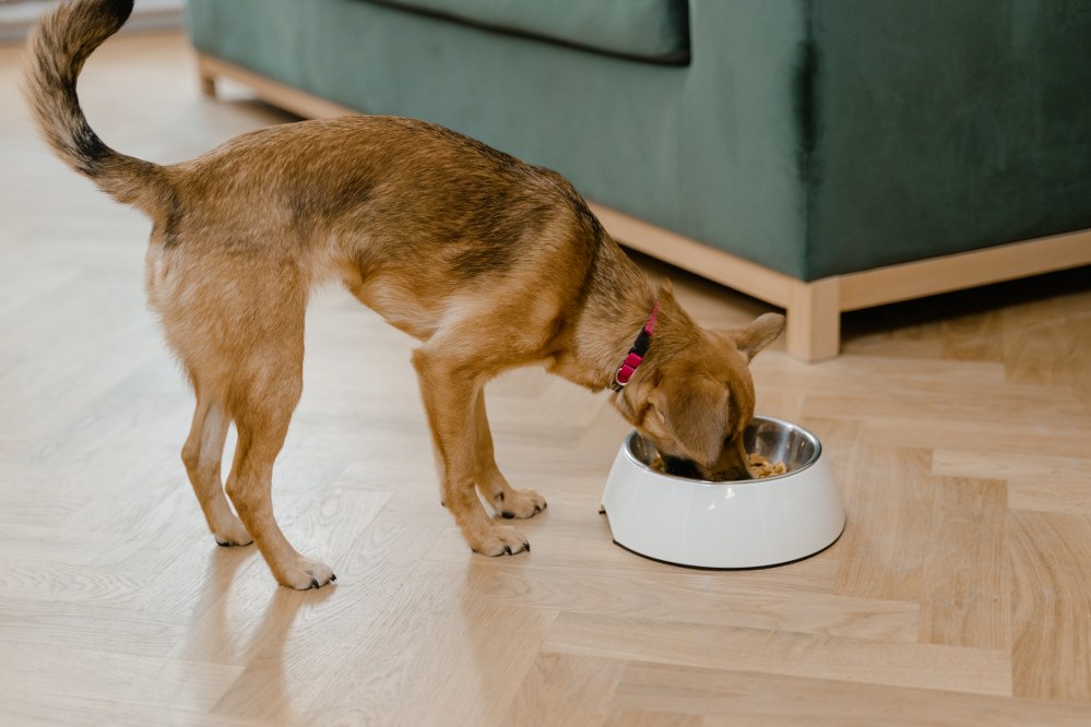 dog eating healthy meal