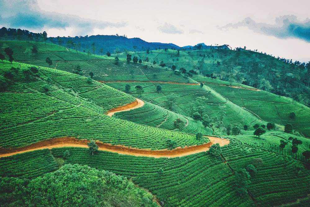 tea plantation in Sri Lanka