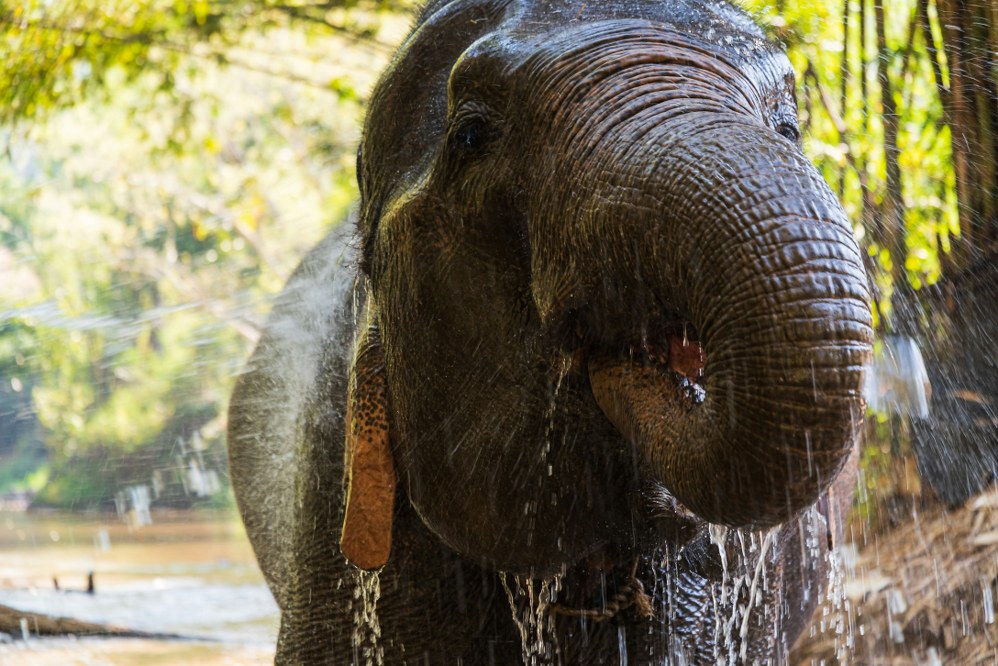 elephant in elephant sanctuary in Thailand