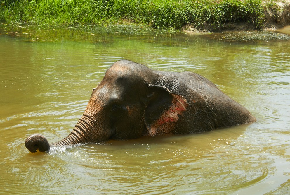 young elephant bathing in lake
