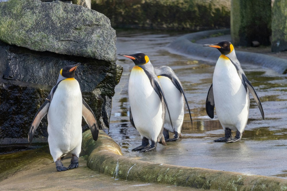 penguins at Edinburgh zoo