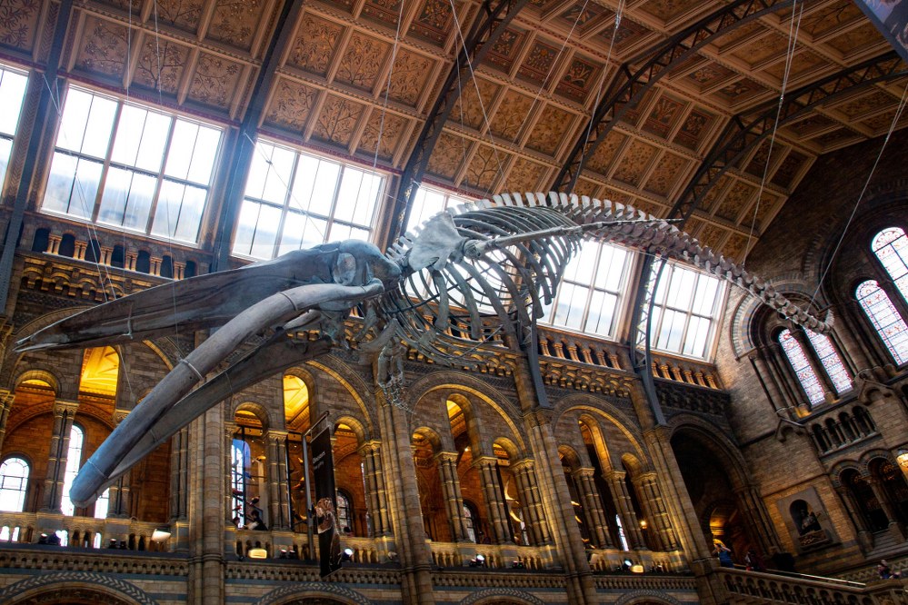 Natural History Museum in London - fun family day out in the UK
