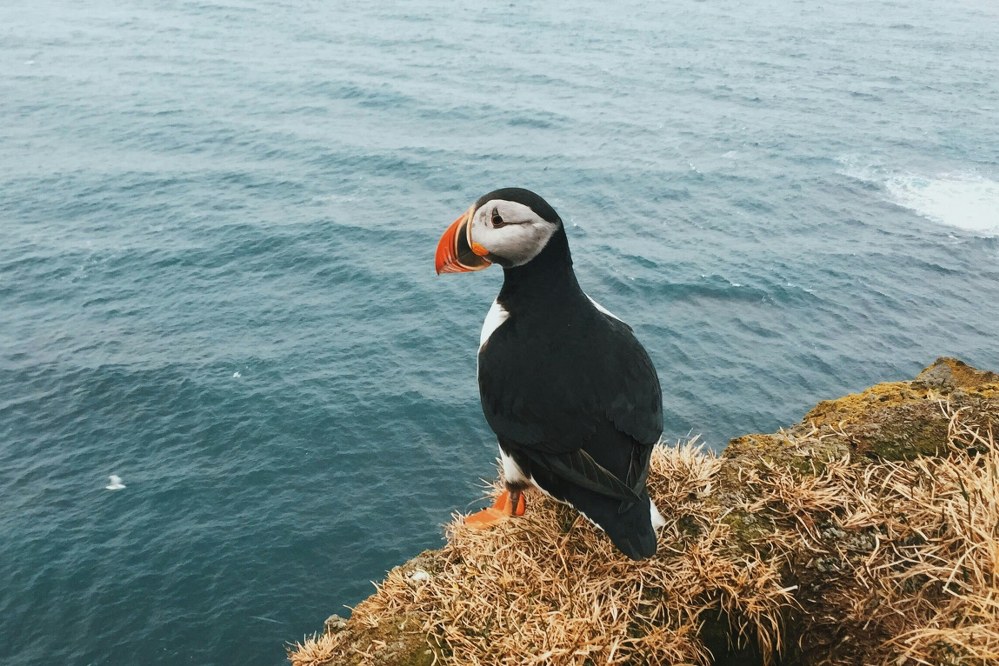 Puffin in Látrabjarg, Iceland