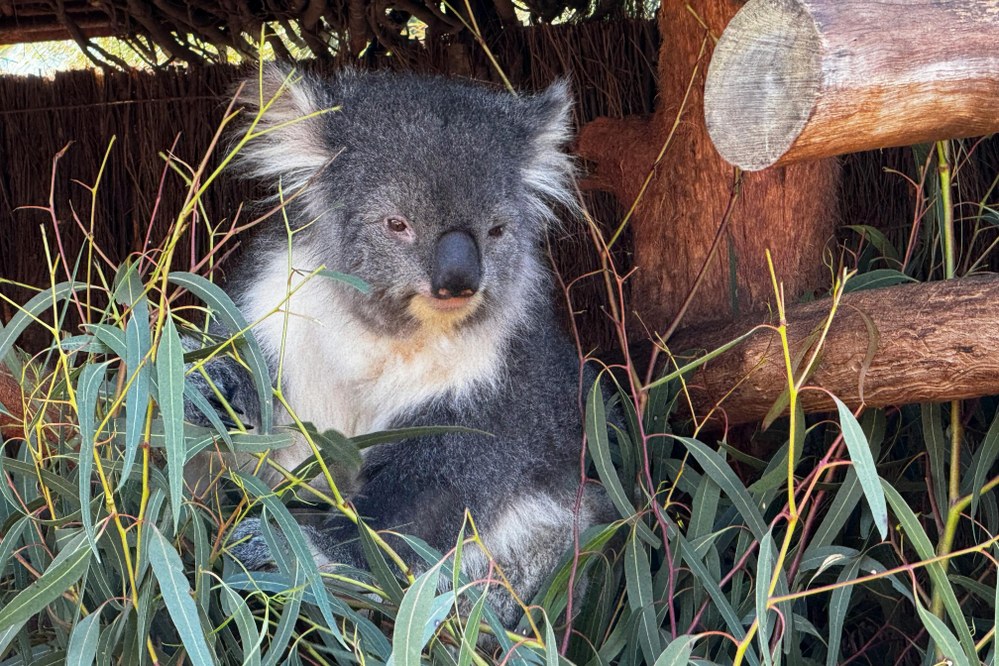 Koala seen on family holiday in Australia