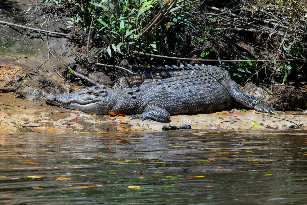 crocodile in Daintree Rainforest