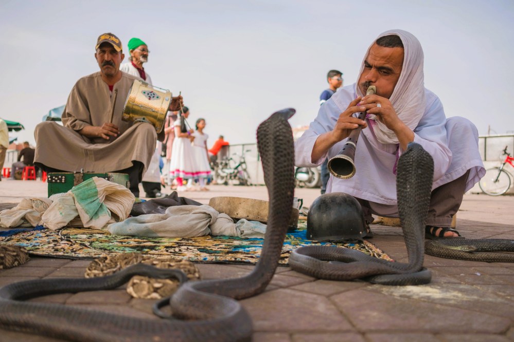 snake charmer at Jemaa el Fna square