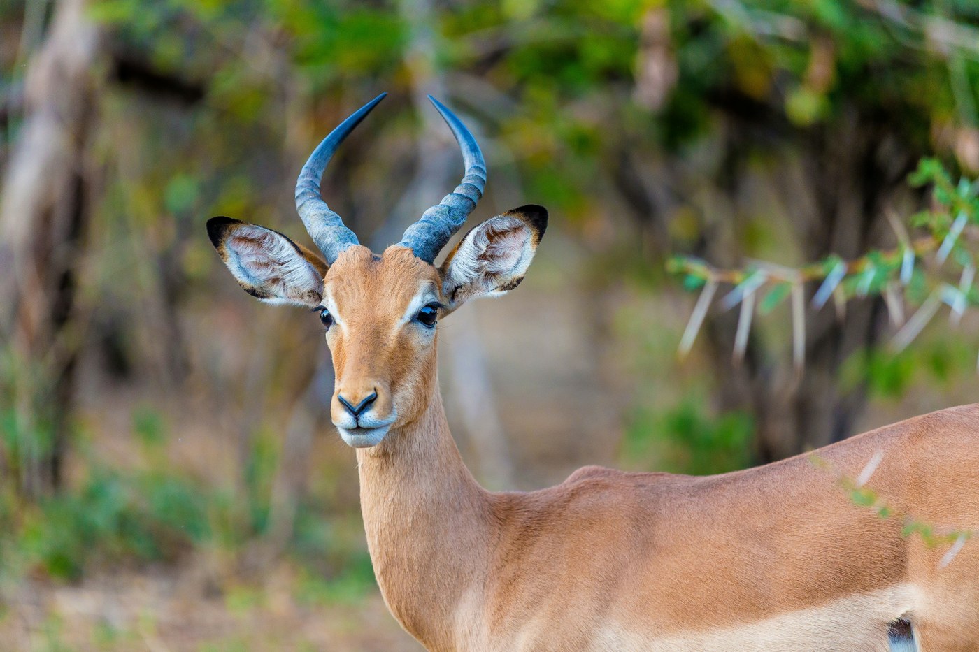 antelope in Hwange national park