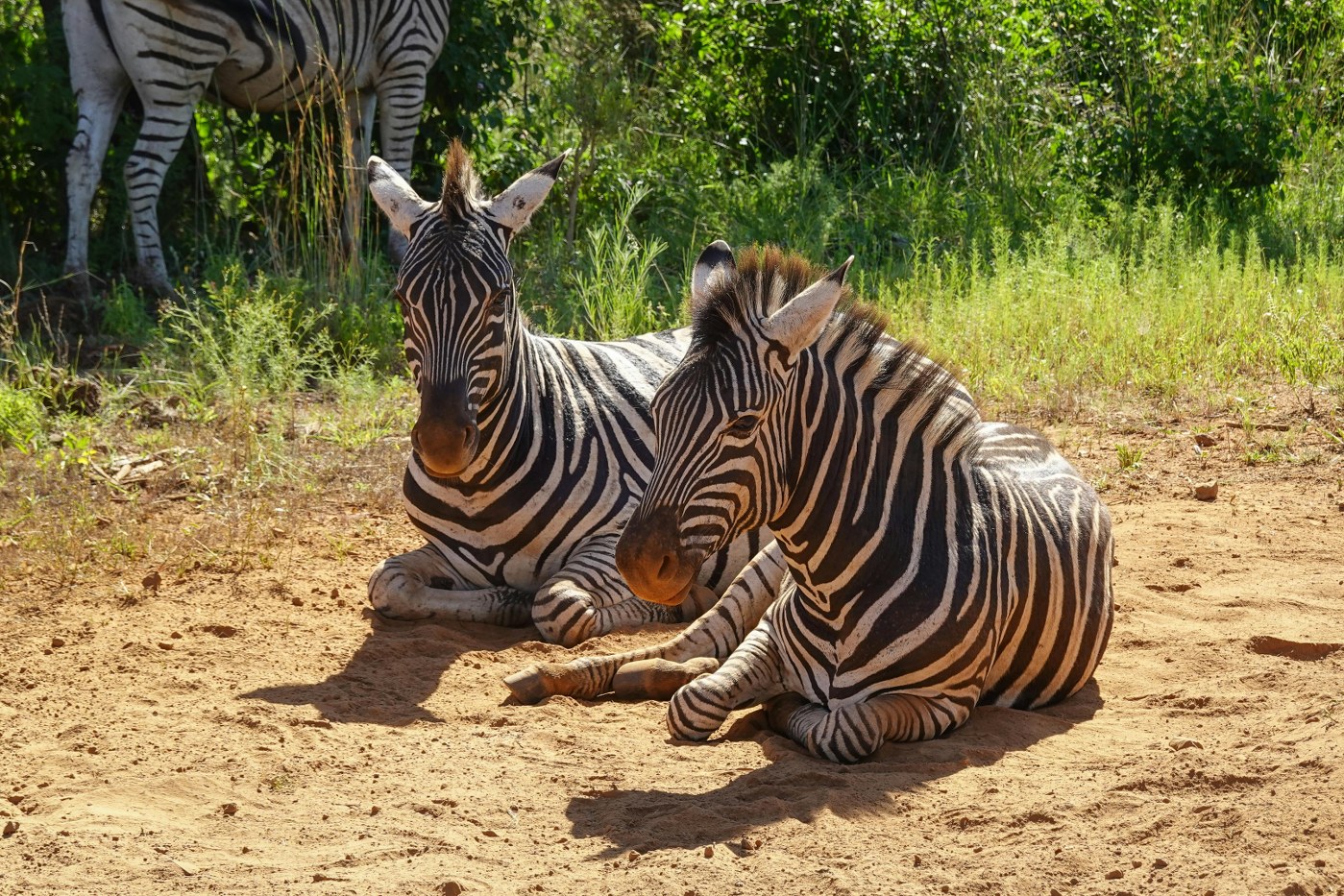 zebras on safari in Zimbabwe