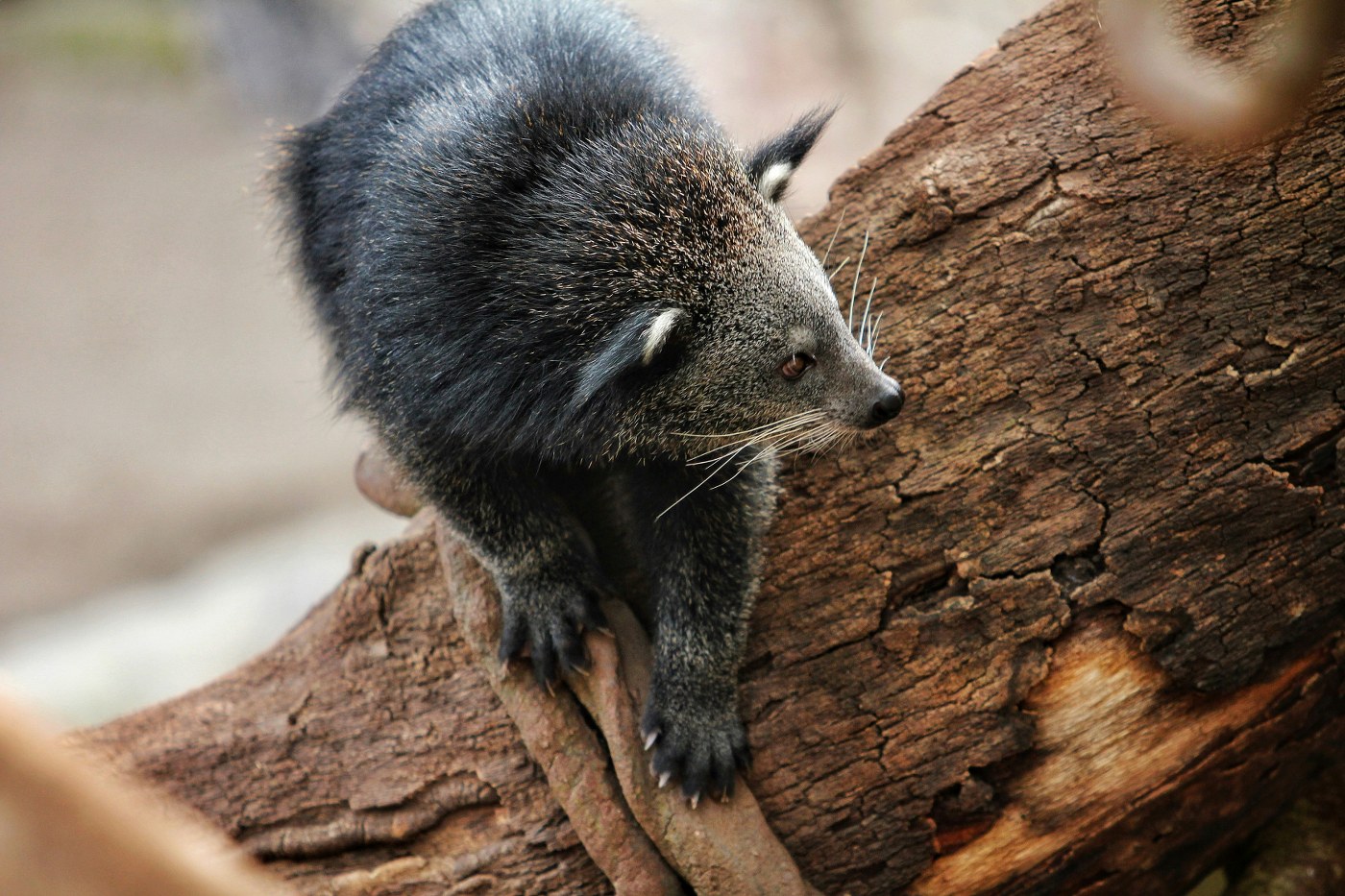 Fuengirola zoo in Malaga is a must on any family holiday at the Costa del Sol