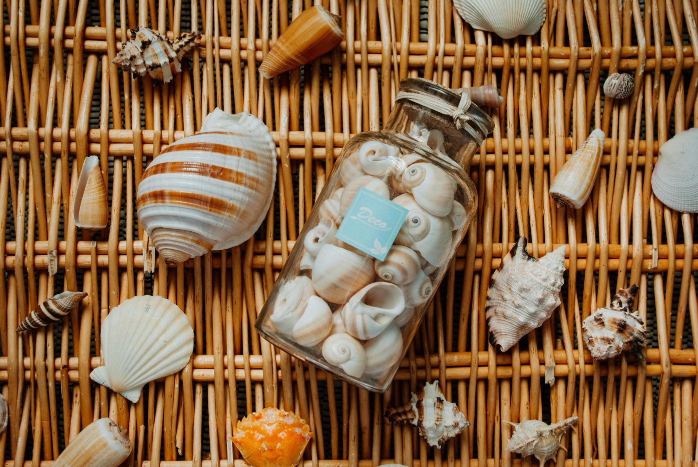 natural travel keepsakes: shells