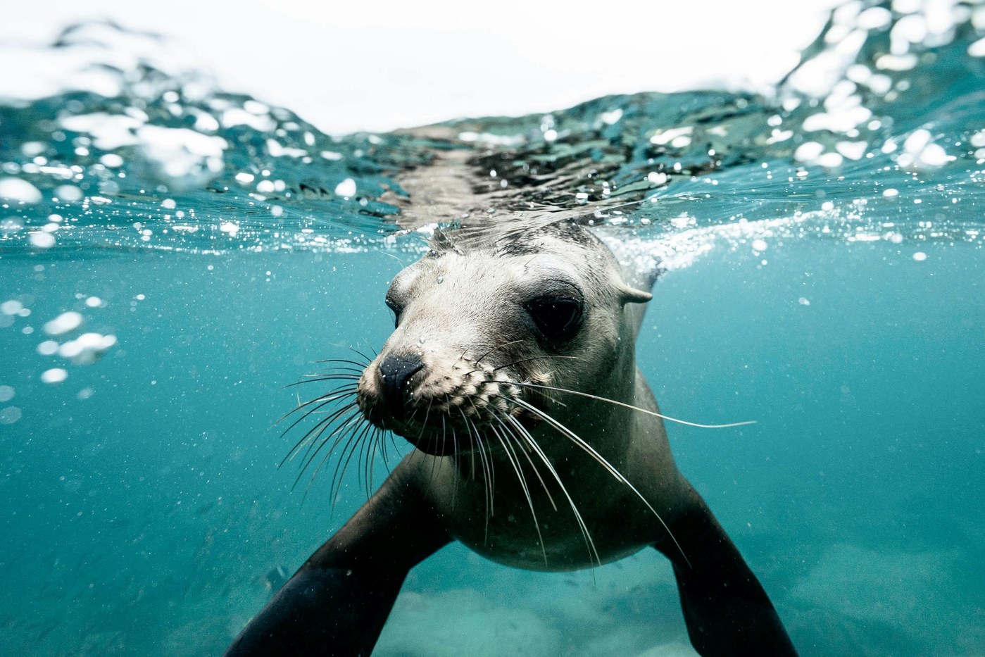 a seal in Baja California near La Paz