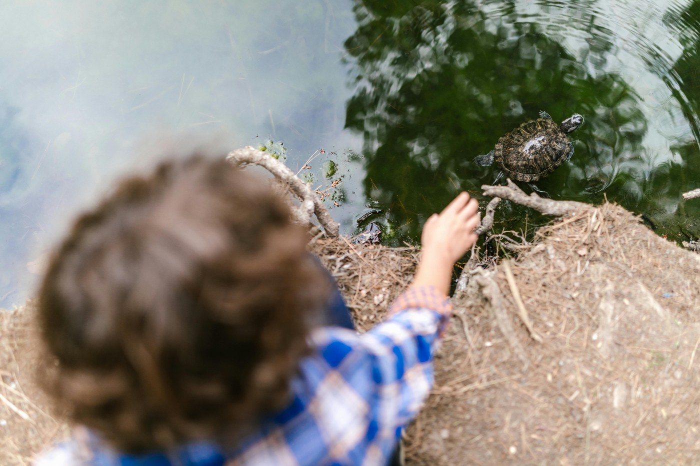 boy discovering wildlife on family holiday