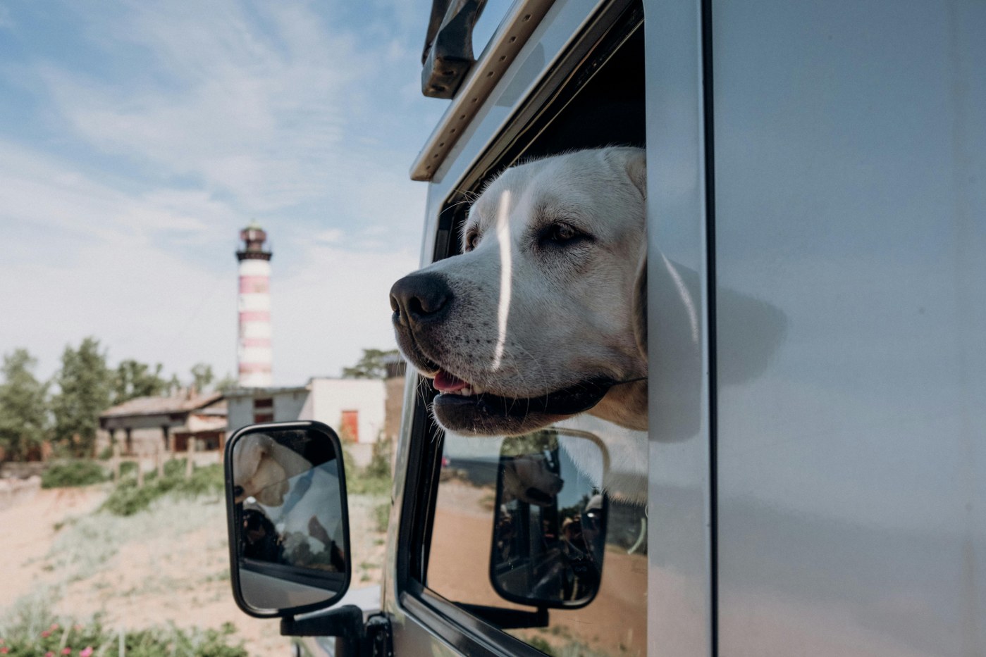 dog looking out of the window of a driven motorhome 